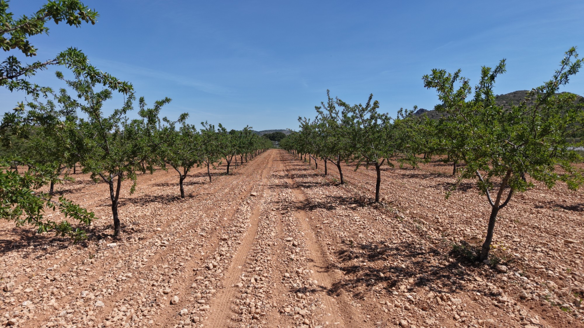 Terrace in land for sale in Yecla